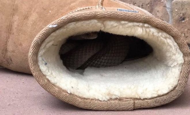 She realised it was a snake, horny snake